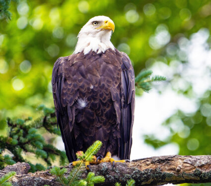 2023/12/bald-eagle_tree_1medium.jpg