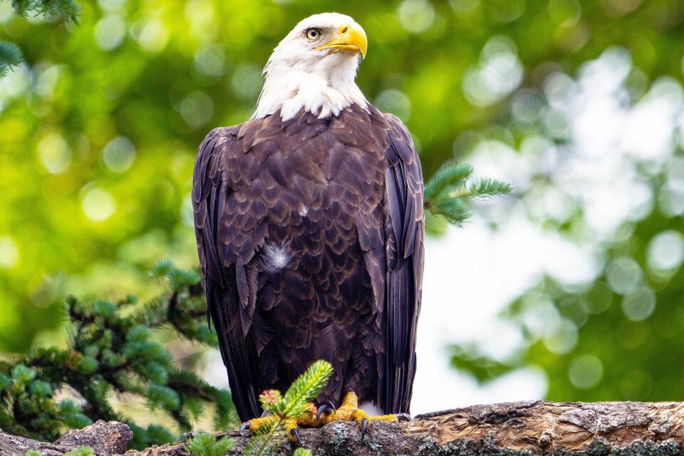 People are a greater threat to wildlife than climate change or anything else