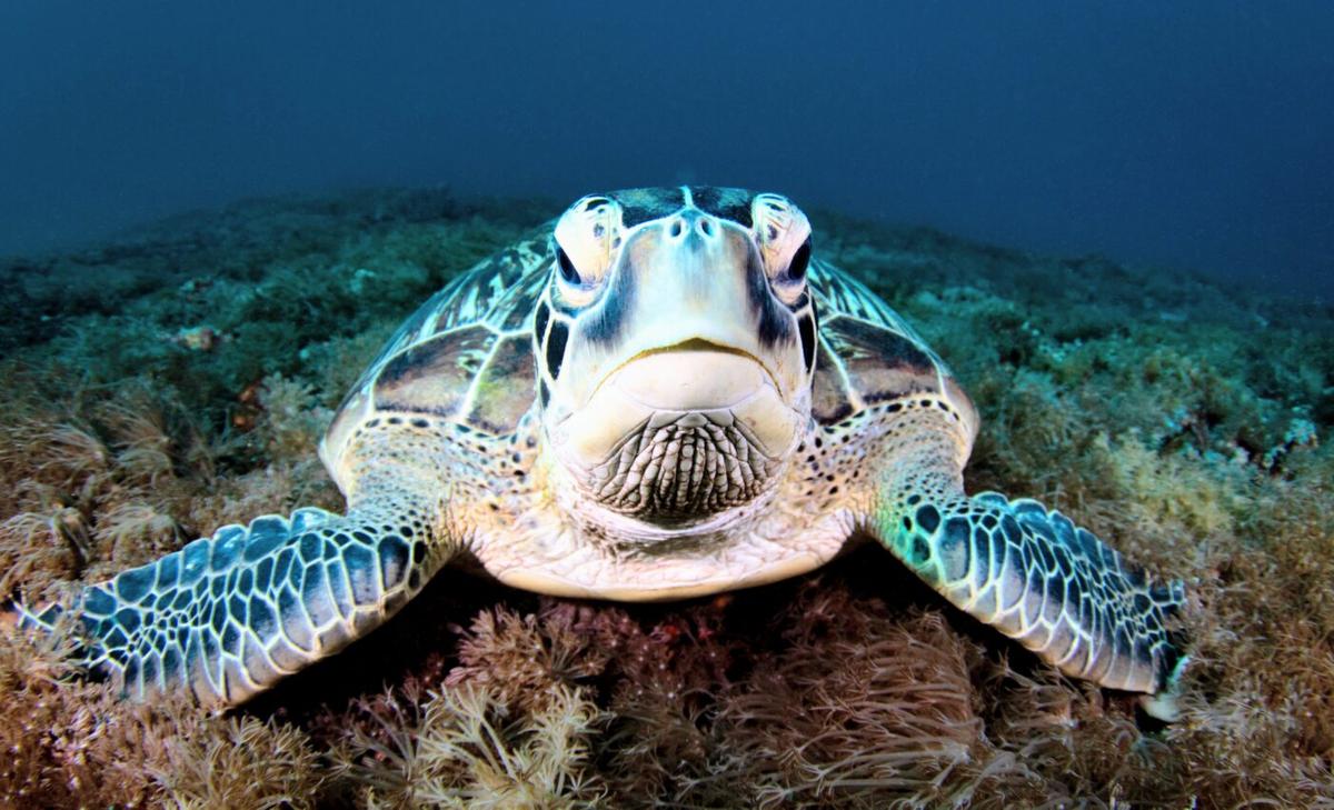 Nesting range of green turtles will explode in a warmer climate 