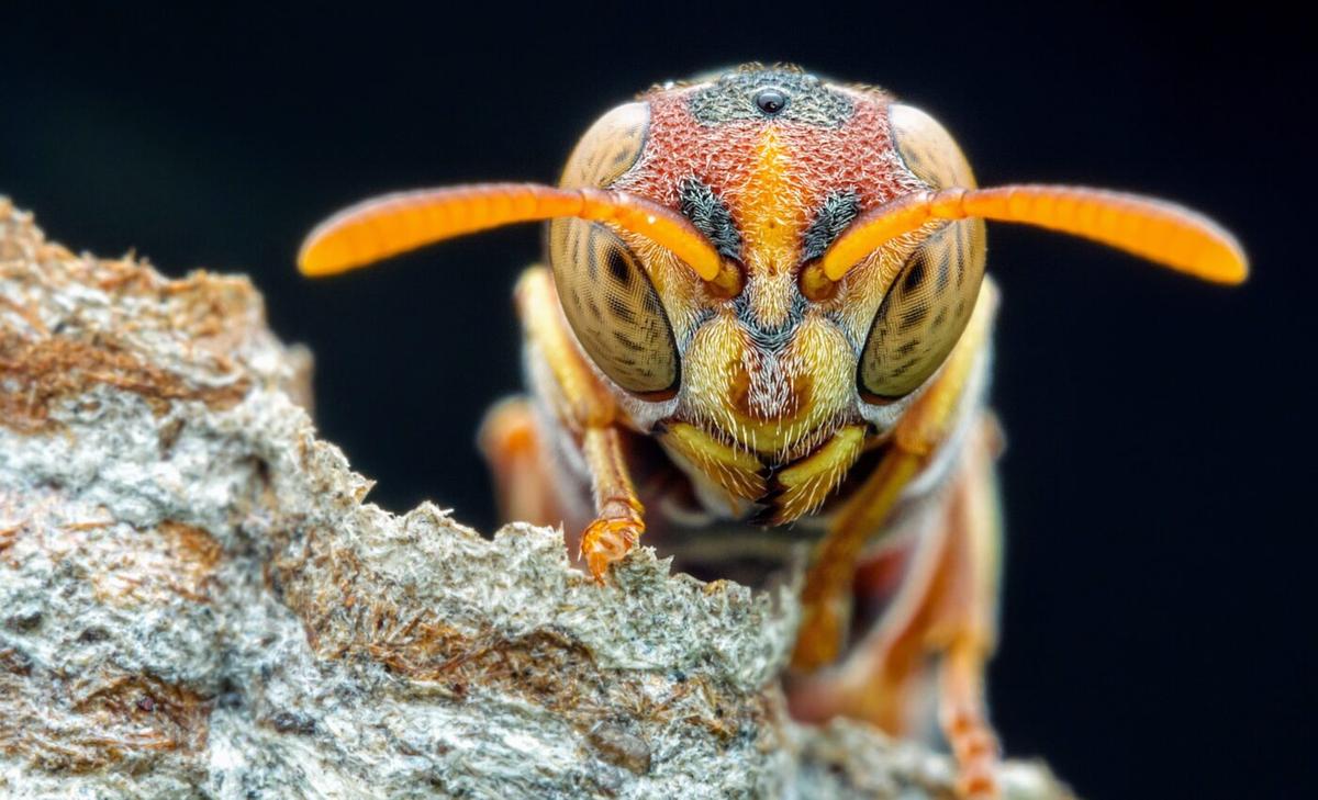 Paper wasps that can recognize faces are more cooperative