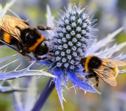 Plant-pollinator-networks.jpg