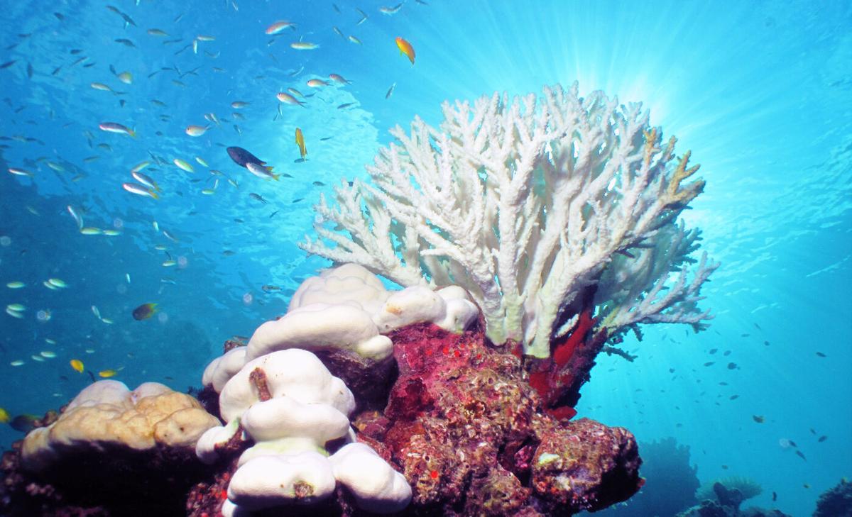 Devastating coral bleaching is expected around the world within the next year