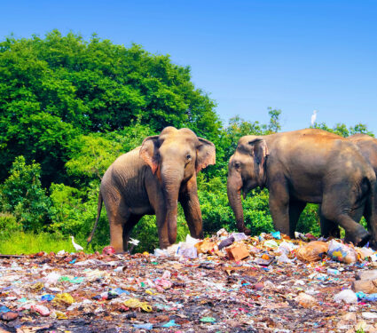 Few,Indian,Elephants,Walking,Near,Garbage,Dump,Against,The,Background