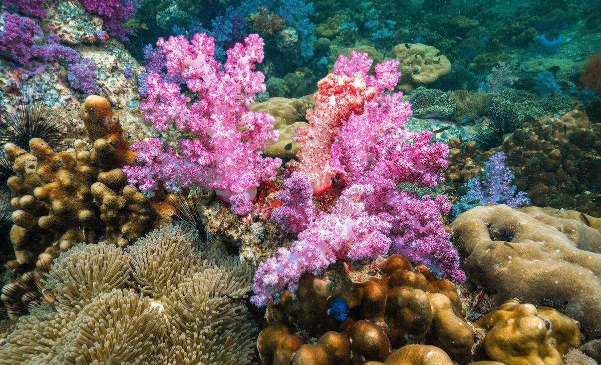 Some corals and reefs are showing surprising resilience as global waters warm