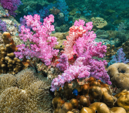 Pink,Soft,Coral,With,Sea,Anemone,,(actiniaria)at,Lipe,Island,Andaman
