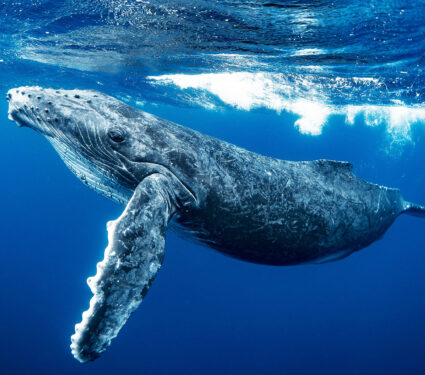 A,Curious,Humpback,Whale,Calf,In,The,Emerald,Blue,Water
