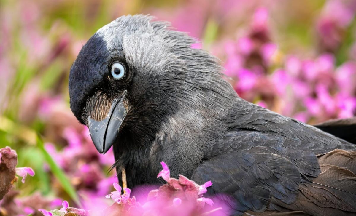 Jackdaws have a human-like response to memory overload