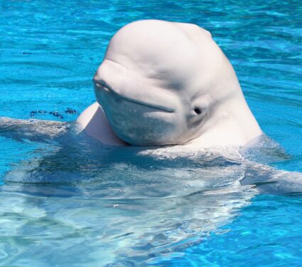Beluga-whales.jpg
