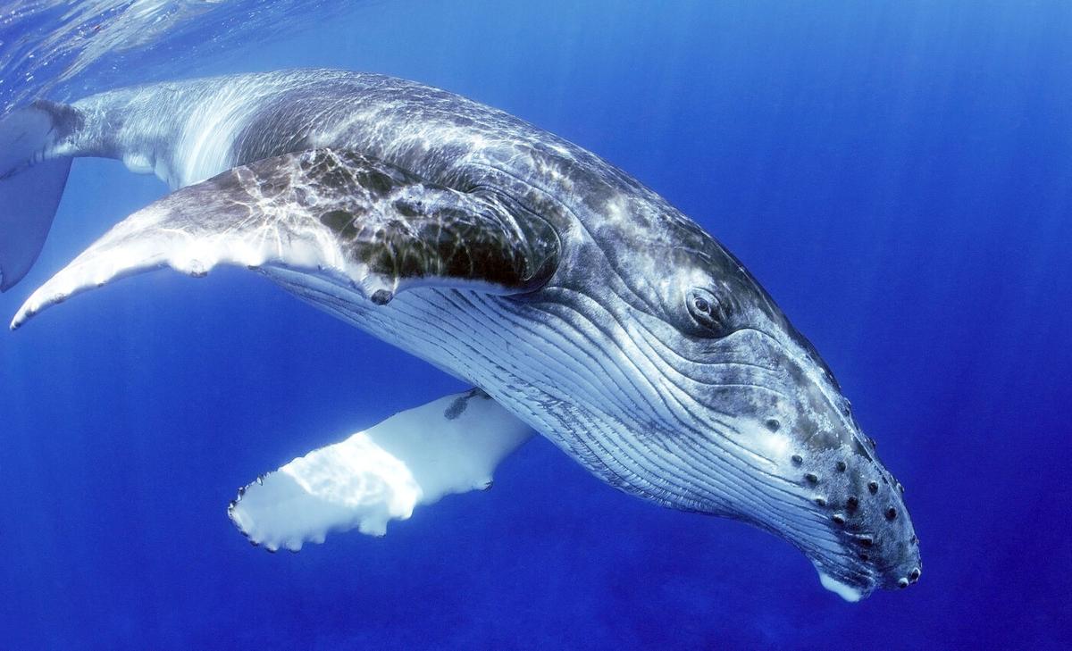 "Conversation" with humpback whale gives SETI team ideas on how to talk to aliens