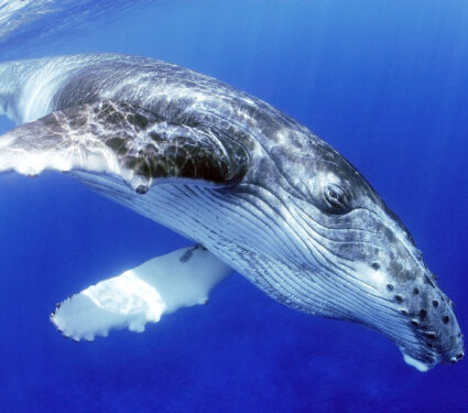 Humpback,Whale,Swimming,On,A,Clear,Blue,Water