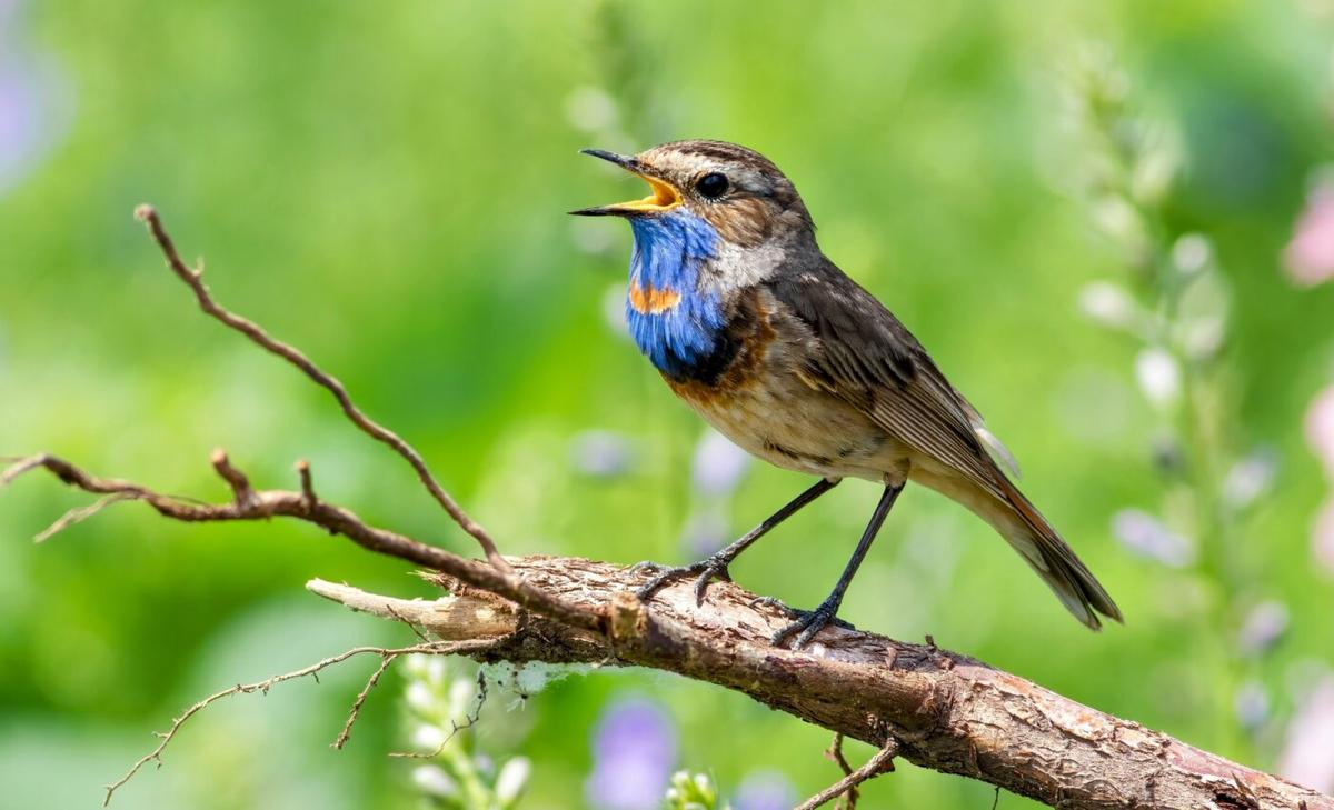 Daily singing workout keeps male songbirds attractive