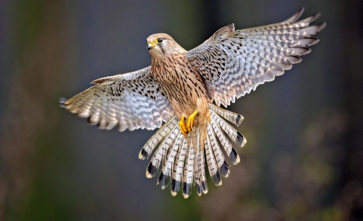 Green spaces shape bird characteristics in urban areas