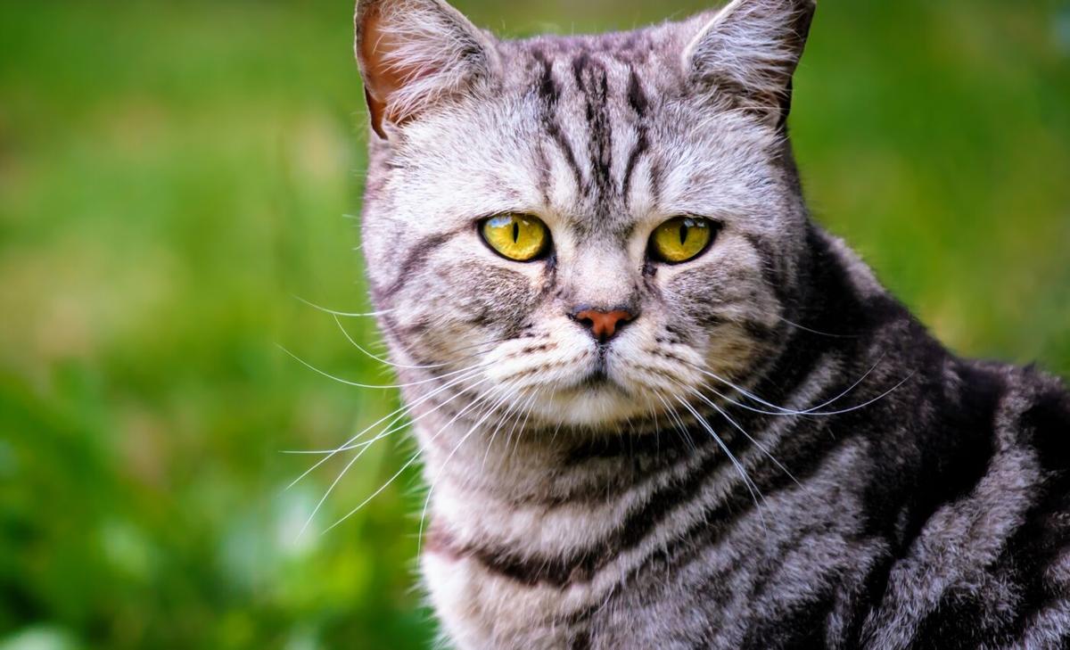 Free-ranging cats are one of the most problematic invasive species