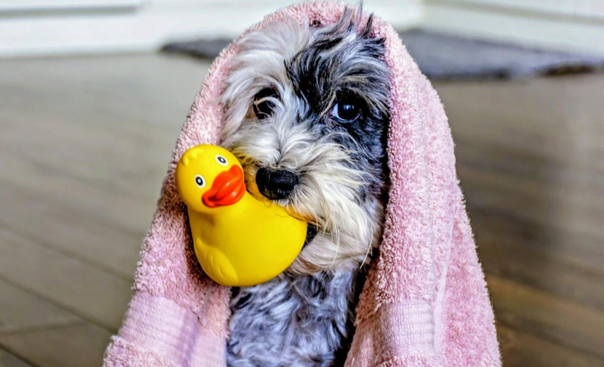 Gifted dogs can learn the names of up to 100 toys