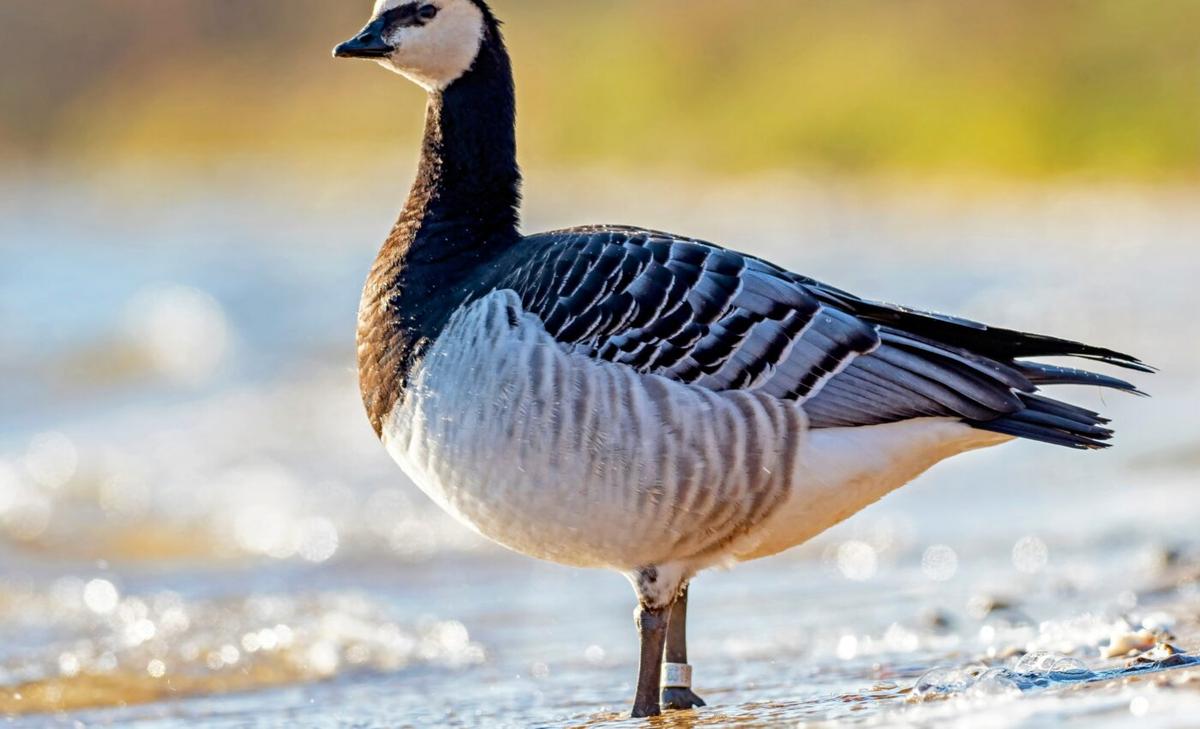 Small geese have a large impact on Arctic ecosystems