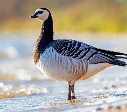 Arctic-geese.jpg