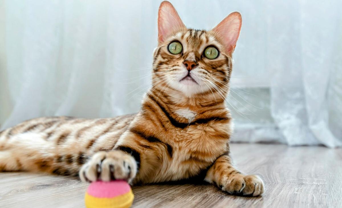 Some cats love to play fetch as much as dogs and even initiate the game
