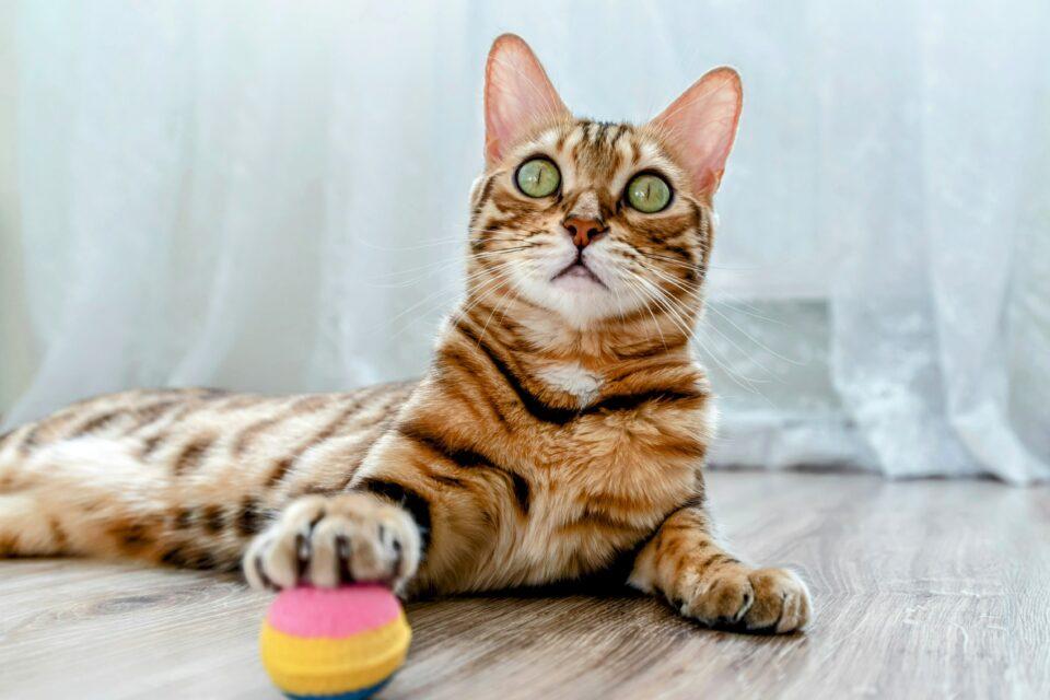 Some cats love to play fetch as much as dogs and even initiate the game