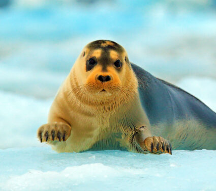 2023/12/Arctic-bearded-seal_1medium.jpg