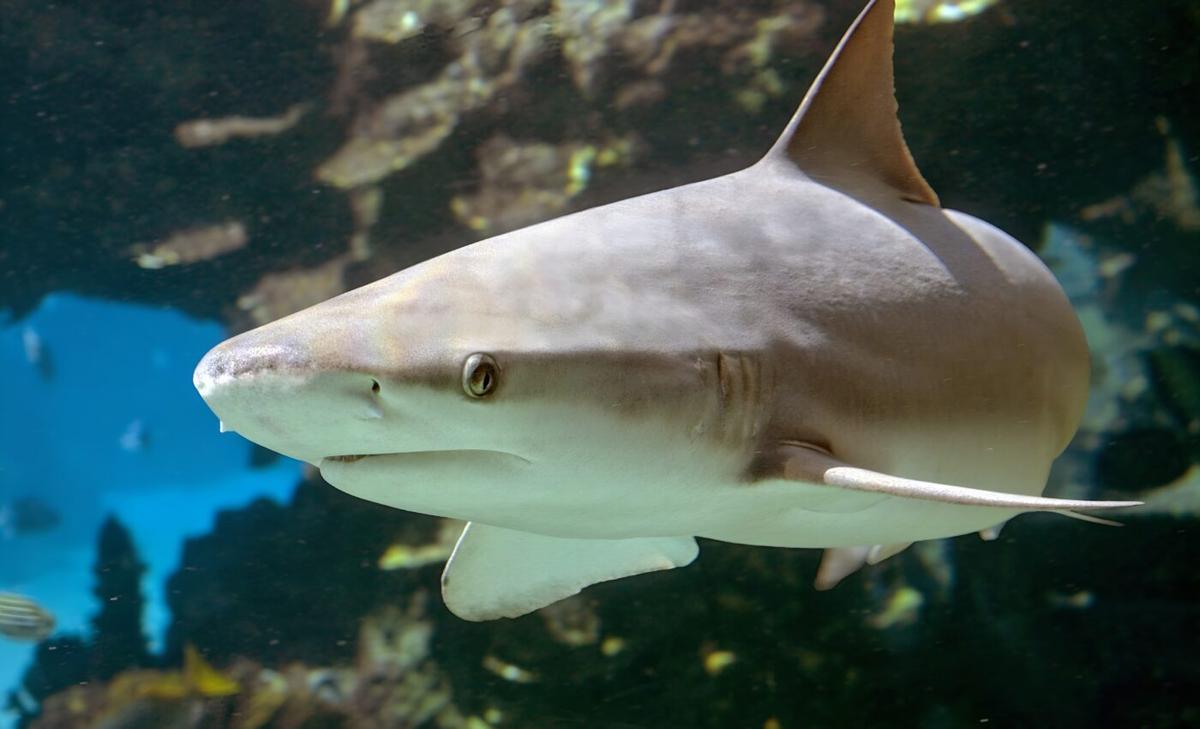 Grey reef sharks can stop and rest, which was thought to be impossible