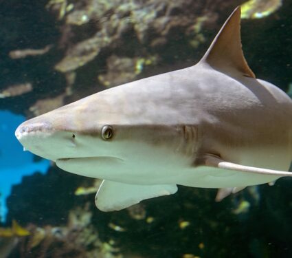 Grey-reef-sharks.jpg