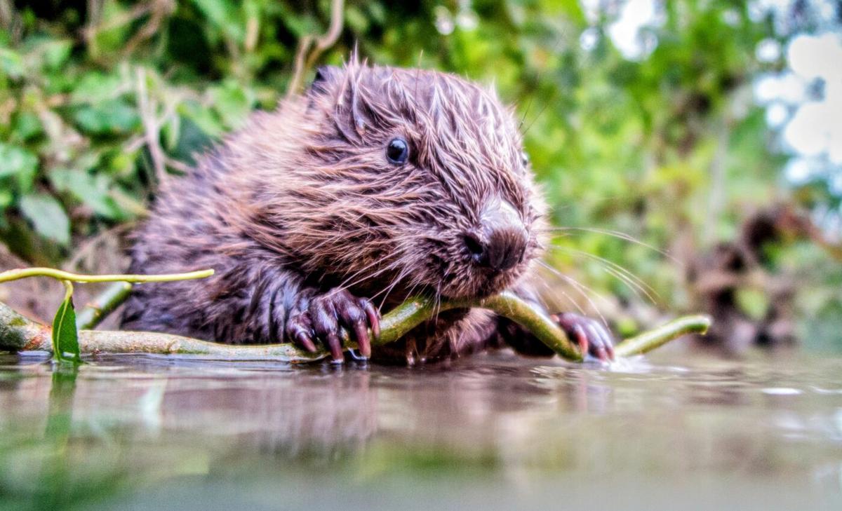 Boosting beaver populations could have toxic consequences