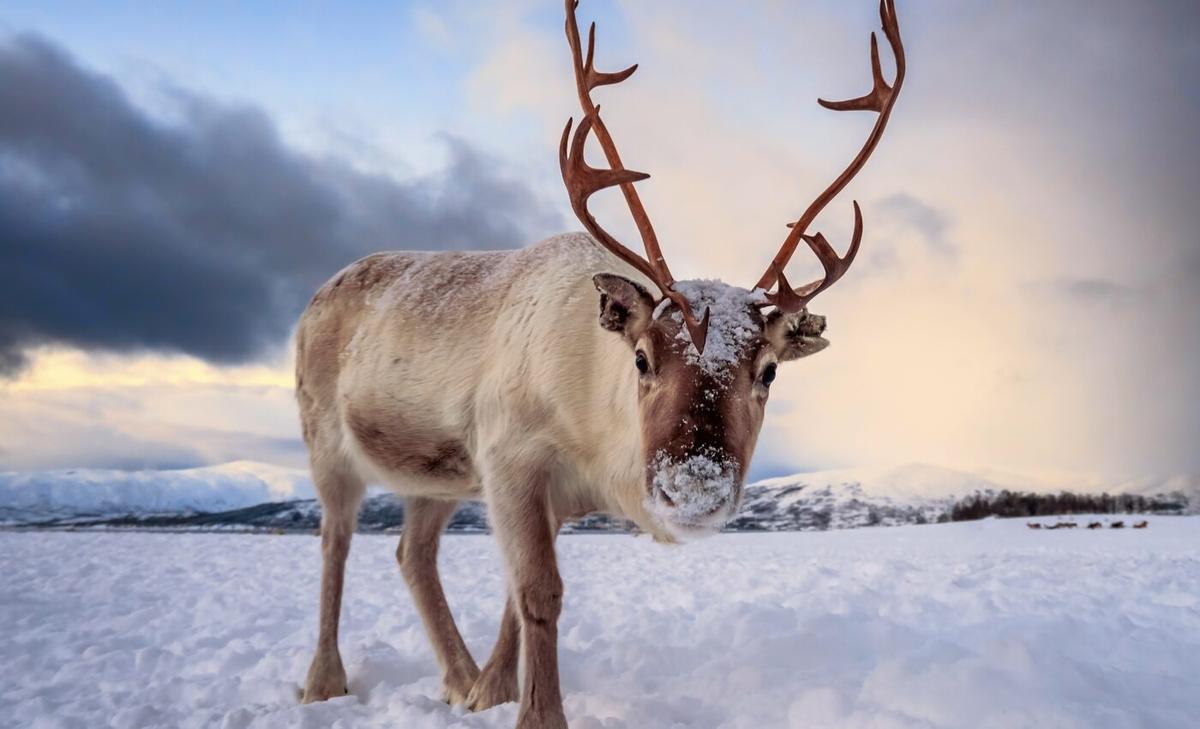 Reindeer use ultraviolet vision to find food in the winter