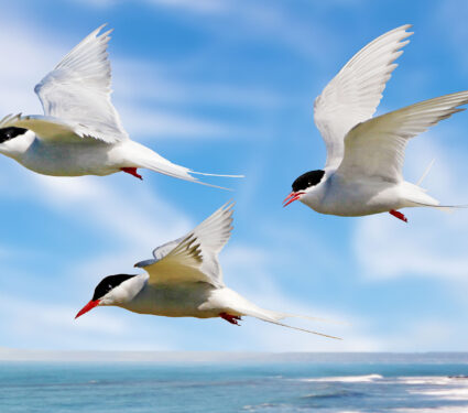 Whilst,Their,Mates,Incubate,Their,Eggs,,These,Arctic,Terns,Head