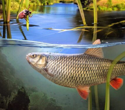 Freshwater-species-.jpg