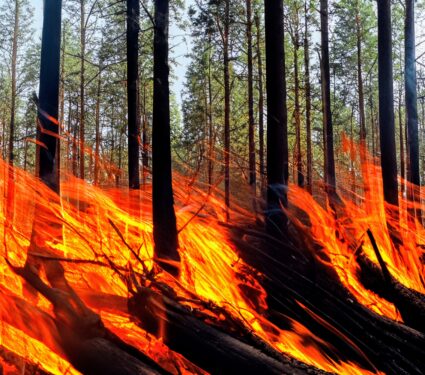 Eastern-wildfires.jpg