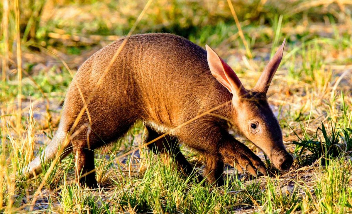 How will climate change affect elusive aardvarks? 