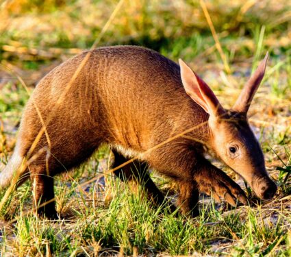Aardvarks.jpg