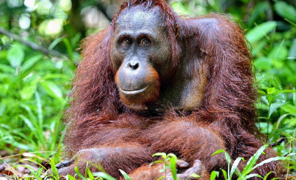 Apes recognize long-lost friends after decades