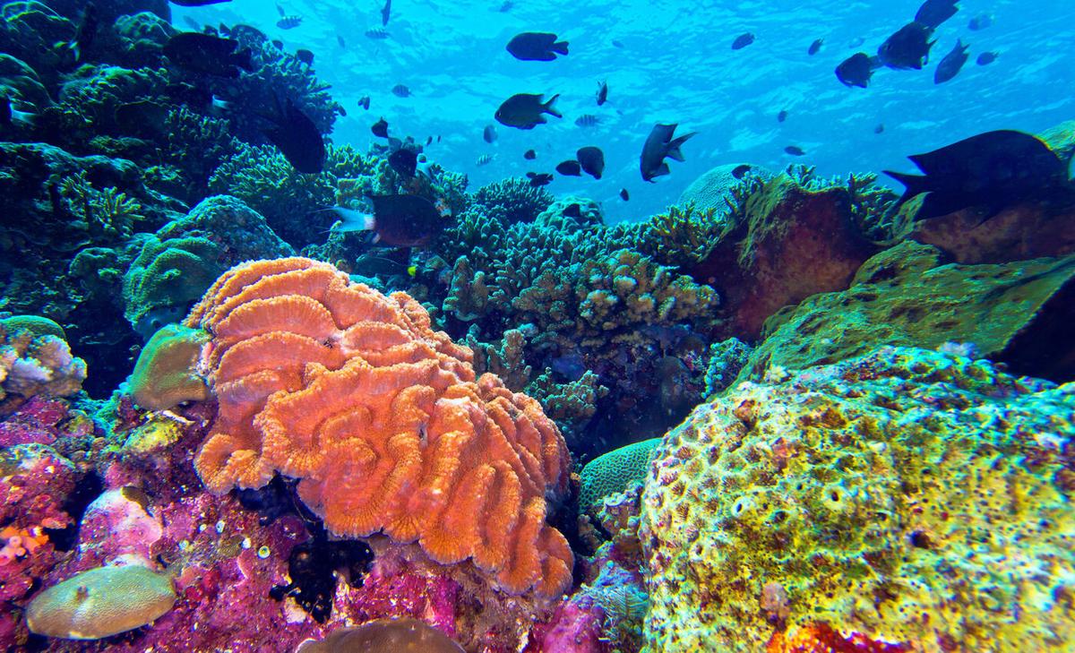 Some corals survive warming waters by 'remembering' heat waves