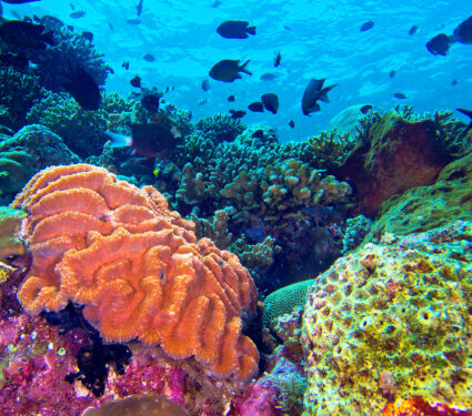 Coral,Reef,At,Reef,Building,Coral,At,Bunaken,National,Marine