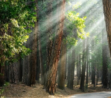 Tree-climate.jpg
