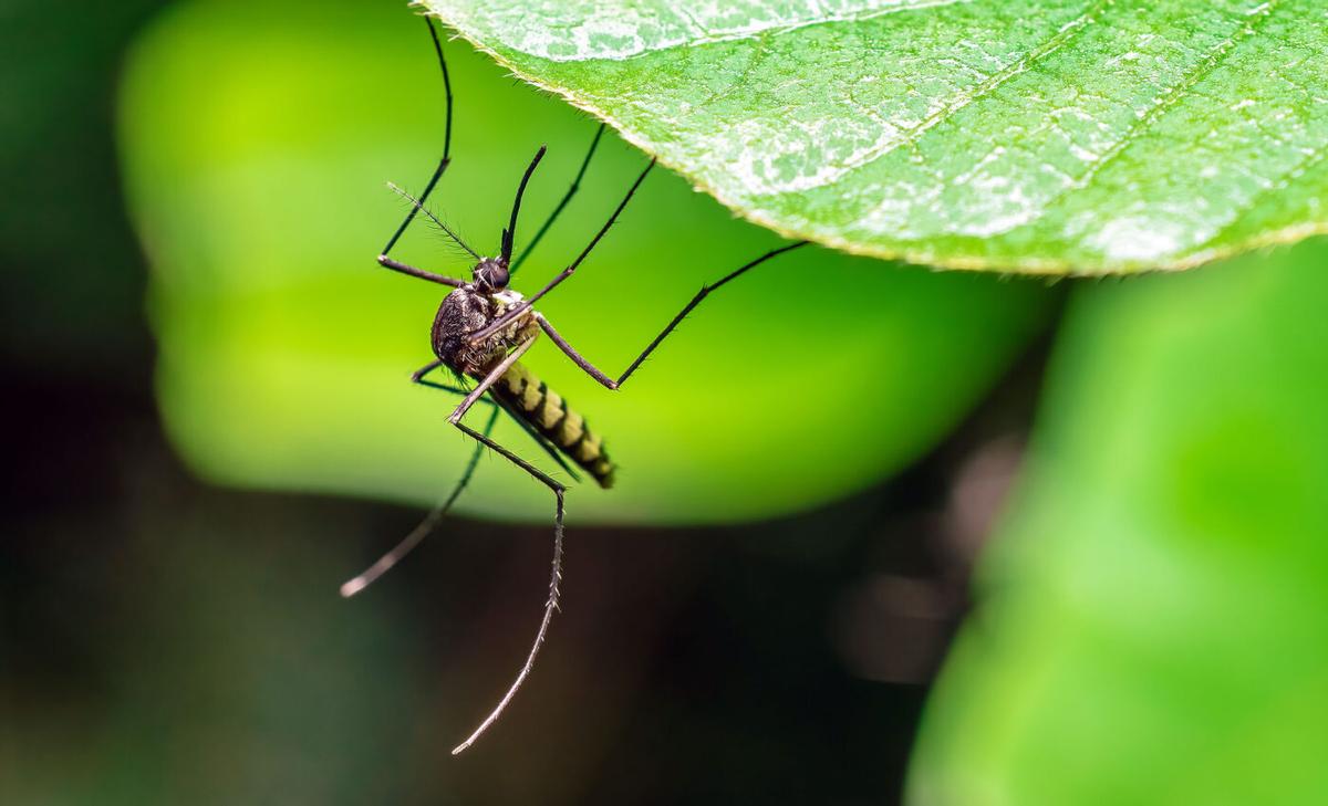 Climate change is great for mosquitoes