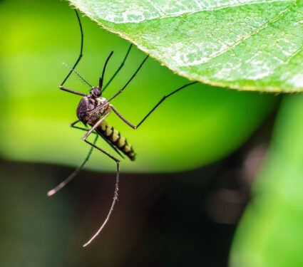 Mosquito,On,A,Leaf,Outdoor,Picture