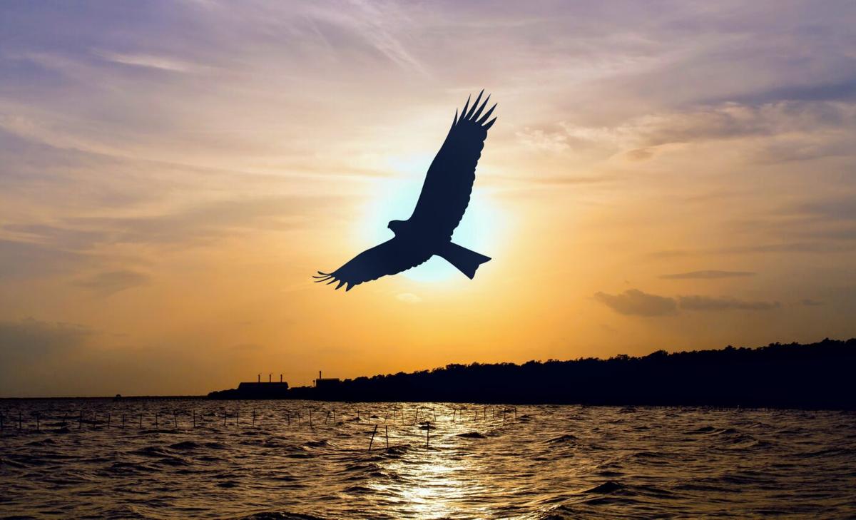 Human activities linked to 1,430 bird species extinctions 