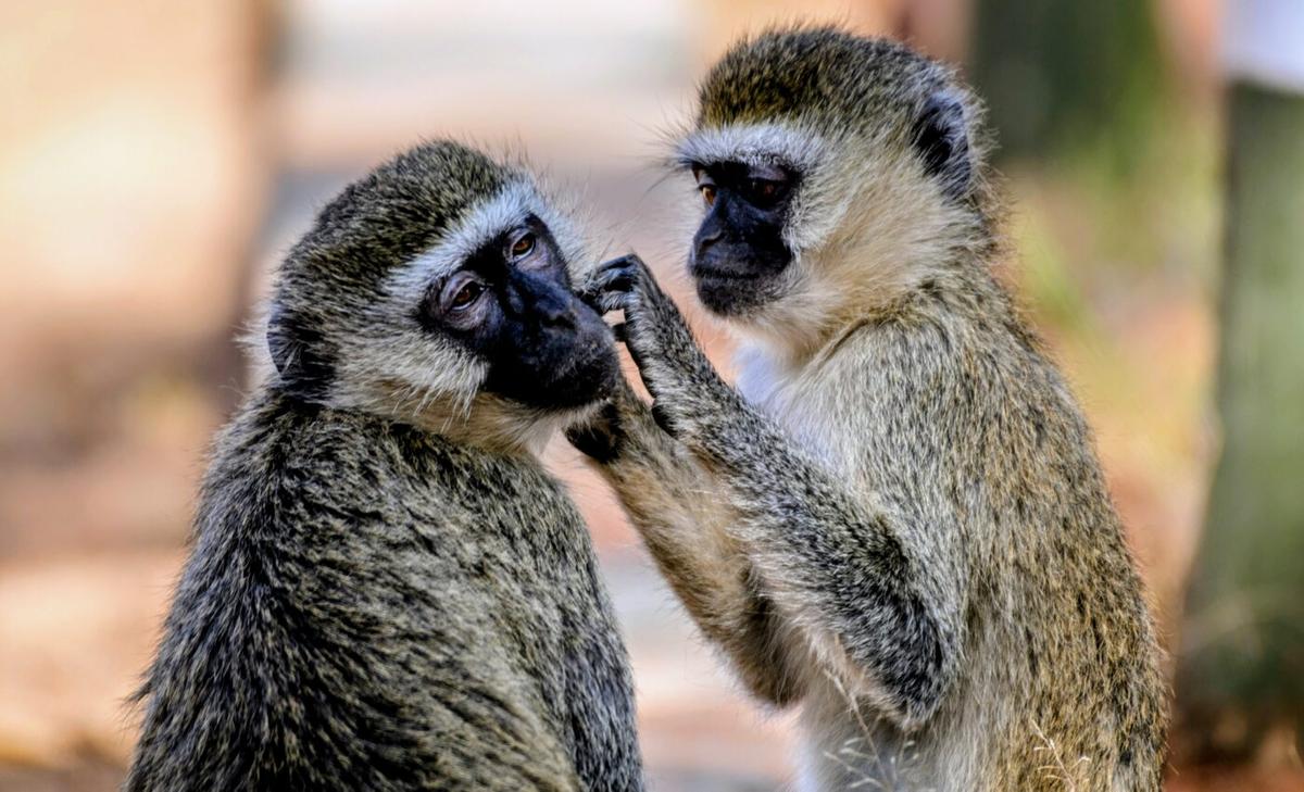 Vervet monkeys deal with social norms and peer pressure too