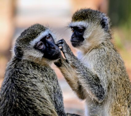 Vervet-monkeys.jpg