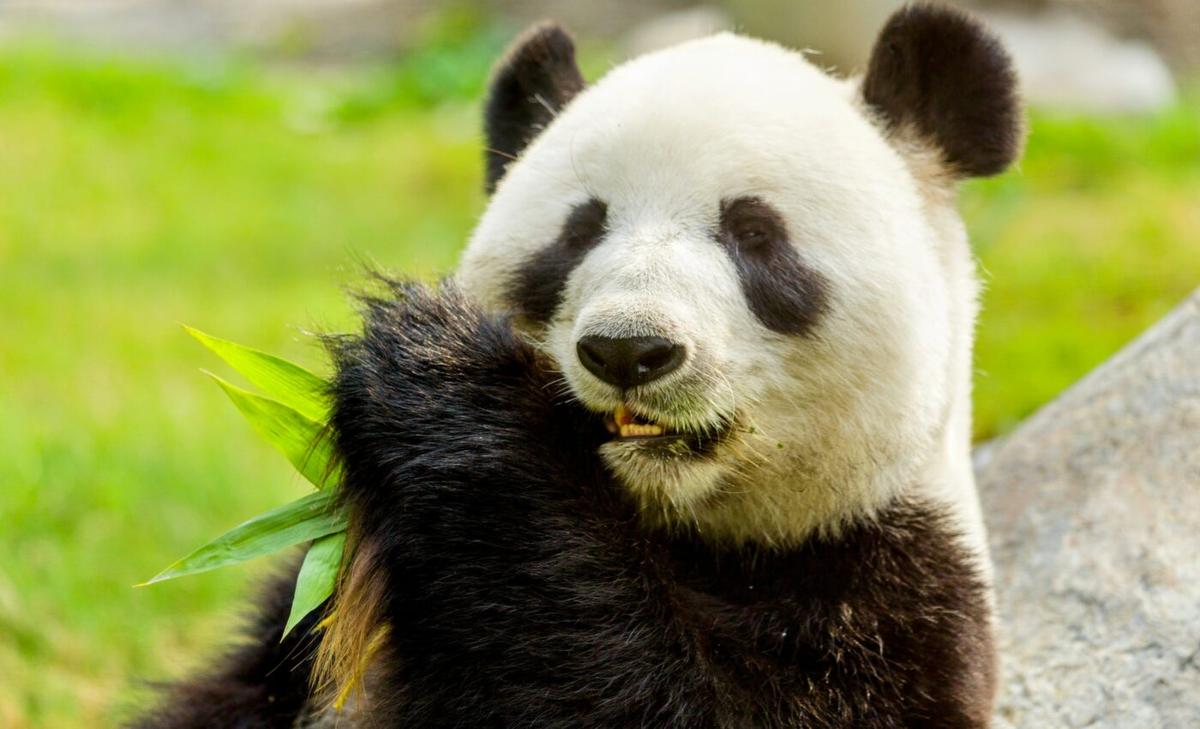 Secret social lives: Pandas have their own version of Facebook