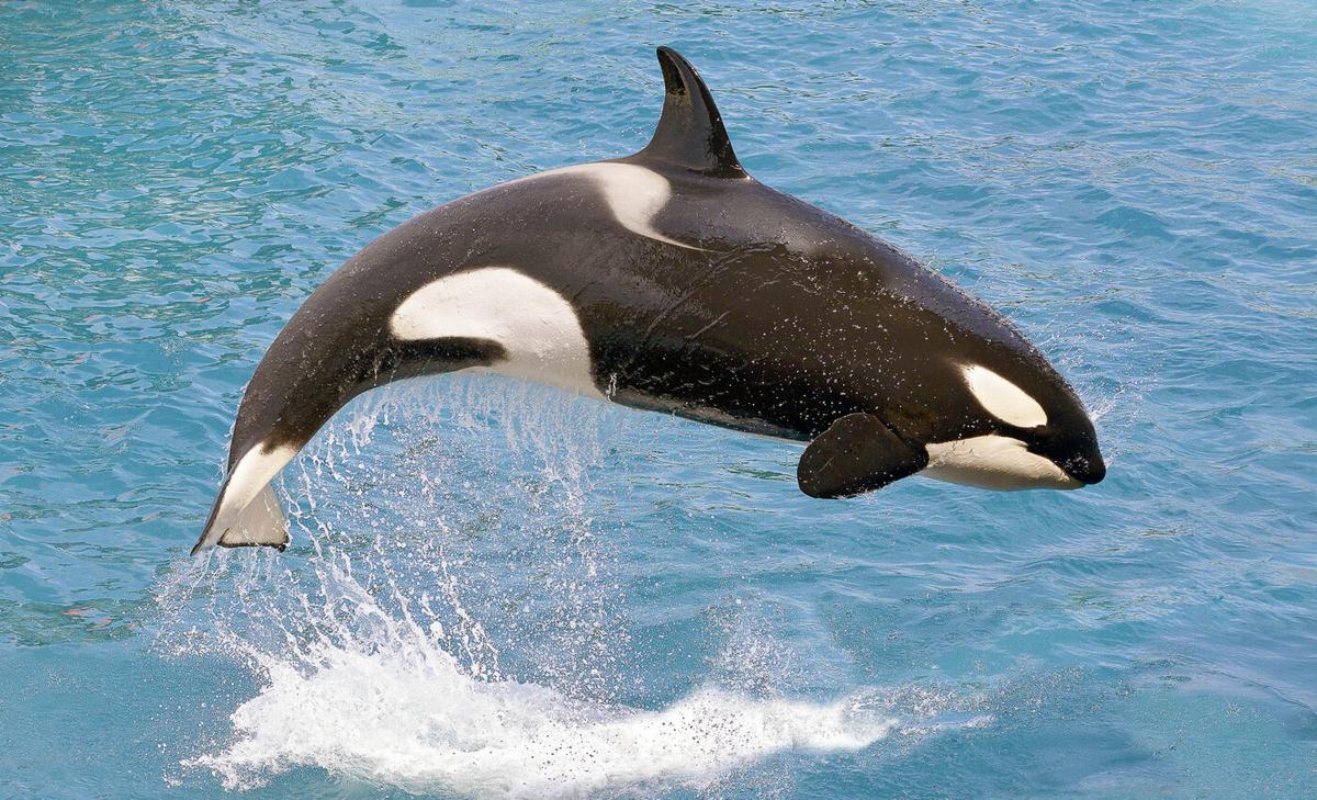 Toxins from oil spills and wildfires are found in killer whales and their offspring