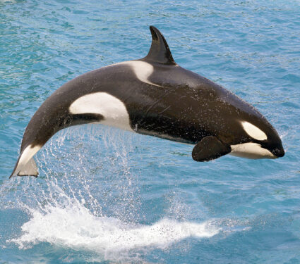 Killer,Whale,(orcinus,Orca),Jumping,Out,Of,The,Water