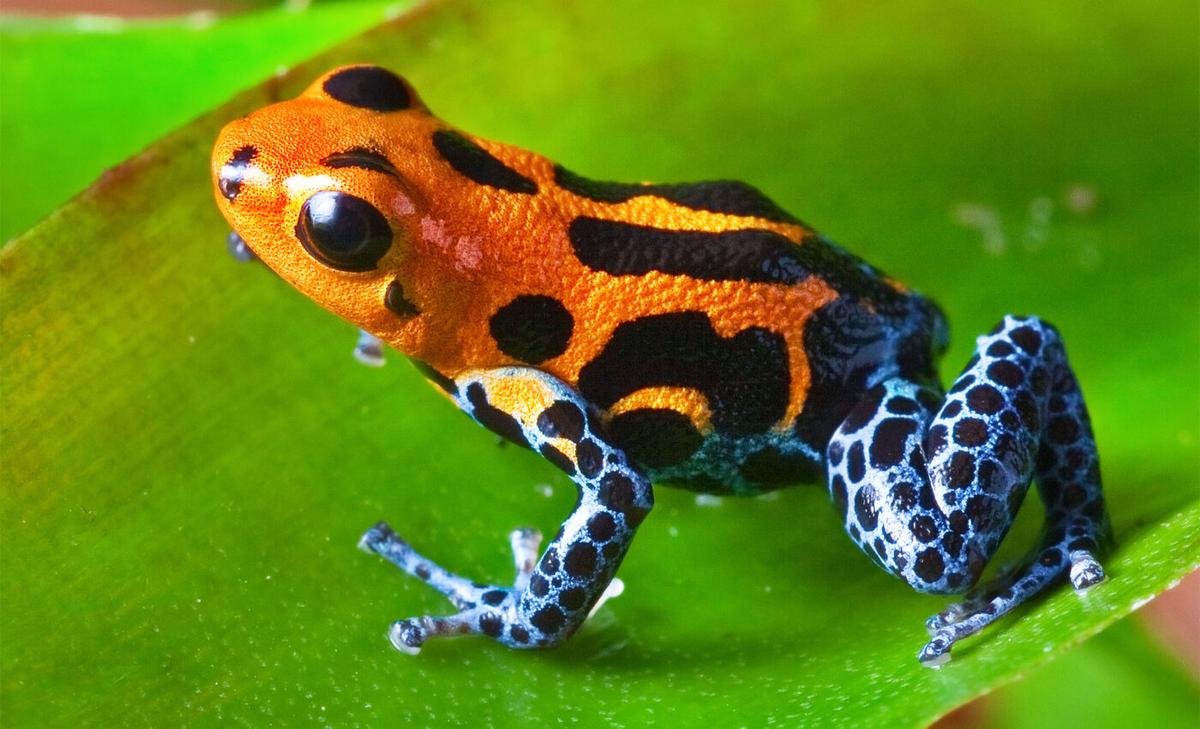 Mystery solved: How poison frogs store their toxins without harming themselves