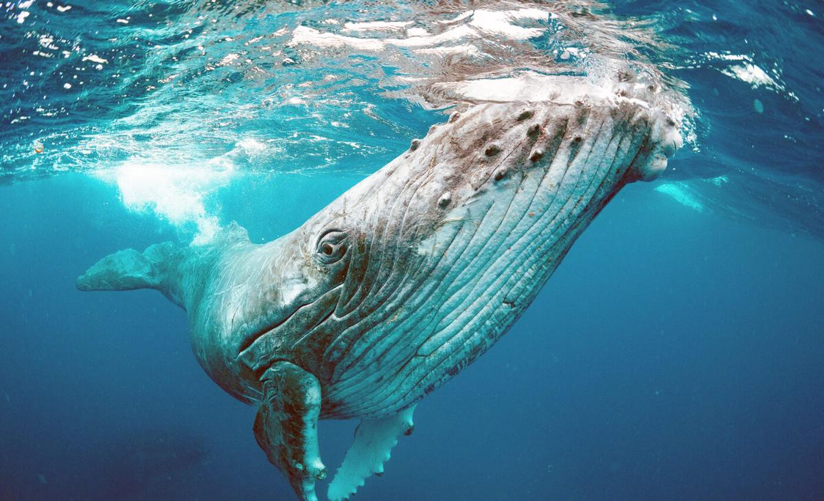 Baleen whales: Rewriting the evolutionary history of the largest animals ever