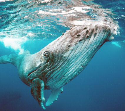 Whale,Nature,Tonga