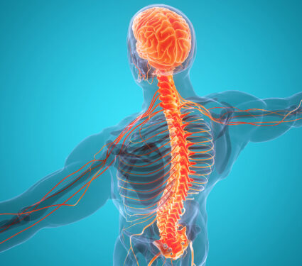 Central,Organ,Of,Human,Nervous,System,Brain,Anatomy.,3d