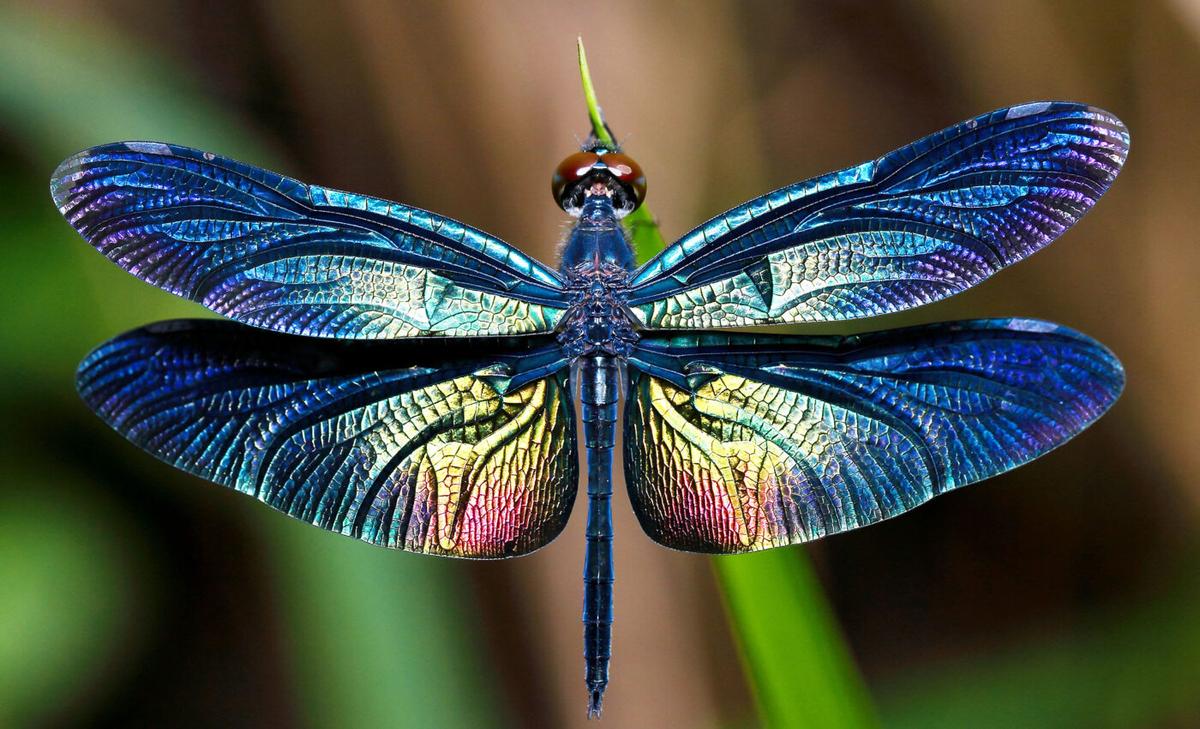 Dragonflies change their colors throughout the year