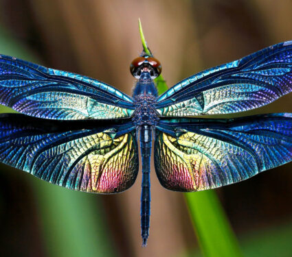 Beautiful,Wing,Of,Dragonfly